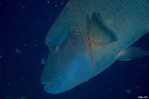 Maldives 2021 - Poisson napoleon - Napoleon wrasse - Cheilinus undulatus - DSC00141_rcf